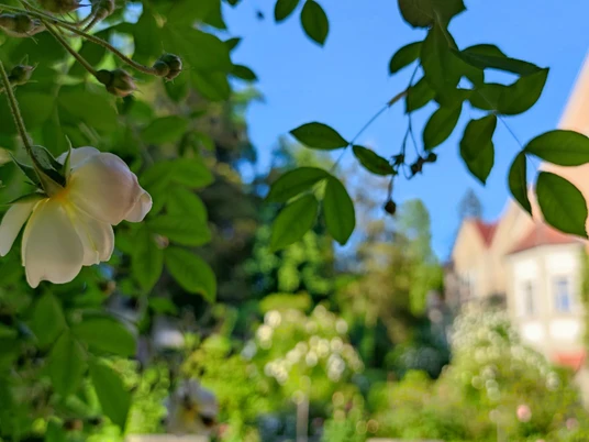 Auf den Spuren der Hagebutte