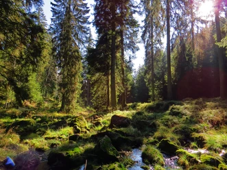 Wald (c) Daniel Schwarz