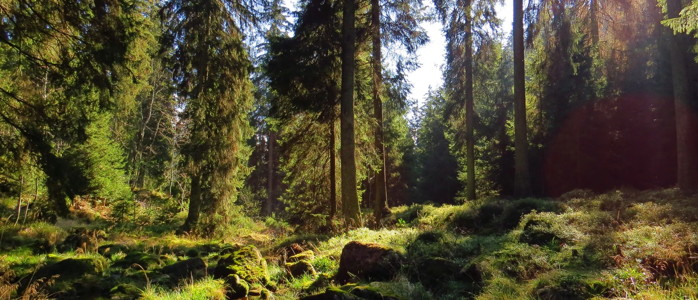 Wald (c) Daniel Schwarz