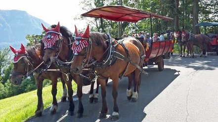 Horse-drawn carriage ride in Weggis Carriage on a round trip