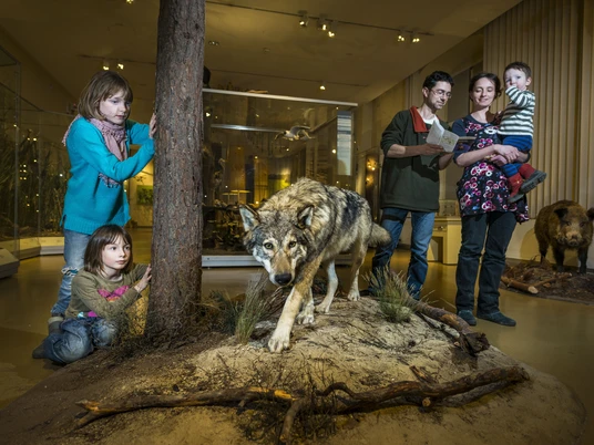 Oberlausitzausstellung Wolf