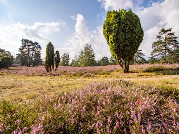 die Heidefläche am Löns Grab Heath area at the grave of Hermann Löns