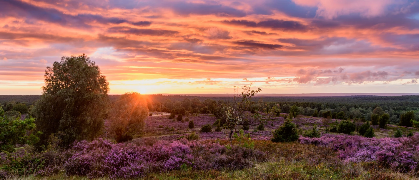Heideschleife Wilseder Berg Wanderweg Hiking the Heideschleife Wilseder Berg circular trail