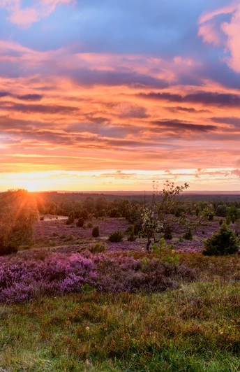 Heideschleife Wilseder Berg Wanderweg Rundweg Heideschleife Wilseder Berg wandernHiking the Heideschleife Wilseder Berg circular trailVandring på rundstrækningen Heideschleife Wilseder BergWandelen over de Heideschleife Wilseder Berg rondwandeling