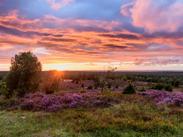 Heideschleife Wilseder Berg Wanderweg Rundweg Heideschleife Wilseder Berg wandern