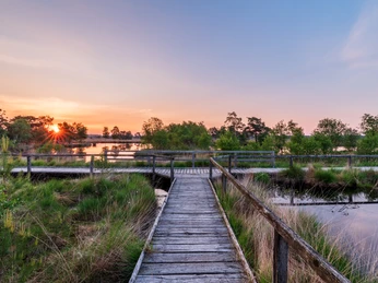 Heideschleife Pietzmoor auf Bohlenwegen Wandern auf Bohlenwegen der Heideschleife Pietzmoor SchneverdingenHiking on the boardwalks of the Pietzmoor Schneverdingen heathland loopVandring på boardwalks i Pietzmoor Schneverdingen hedesløjfeWandelen op de promenades van de Pietzmoor Schneverdingen heidelus