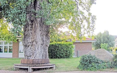 bildanzeige.jpg Großer, knorriger Baum mit runder Holzbank in einem gepflegten Garten, Schulgebäude im Hintergrund.