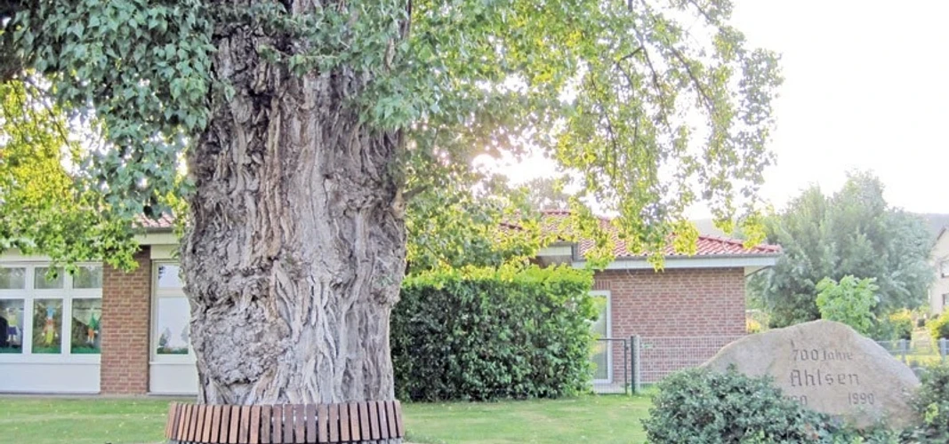 bildanzeige.jpg Großer, knorriger Baum mit runder Holzbank in einem gepflegten Garten, Schulgebäude im Hintergrund.