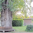 bildanzeige.jpg Großer, knorriger Baum mit runder Holzbank in einem gepflegten Garten, Schulgebäude im Hintergrund.