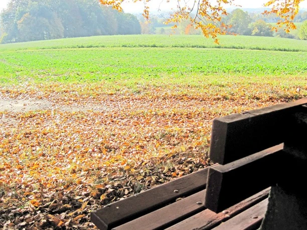 tuddental_02.jpg Holzbank am Waldrand mit Blick auf eine sonnenbeschienene Wiese und herbstlich gefärbte Bäume.