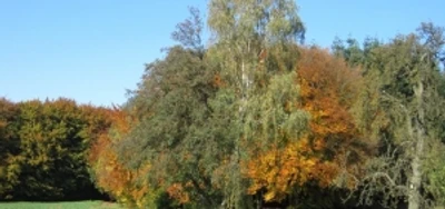 tuddental_01.jpg Weg durch herbstlichen Wald mit bunten Laubbäumen und blauem Himmel im Hintergrund.