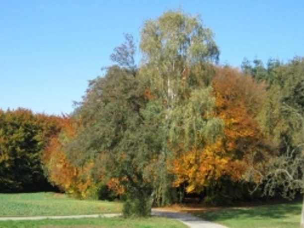 tuddental_01.jpg Weg durch herbstlichen Wald mit bunten Laubbäumen und blauem Himmel im Hintergrund.