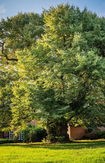 Linde in Metzingen Uralte Baumriesen am Wanderweg