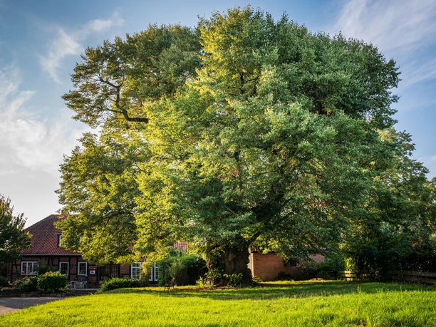 Linde in Metzingen Uralte Baumriesen am Wanderweg