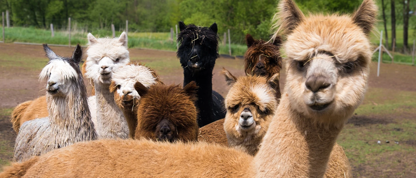 Paka Paka Wanderung (1).jpg