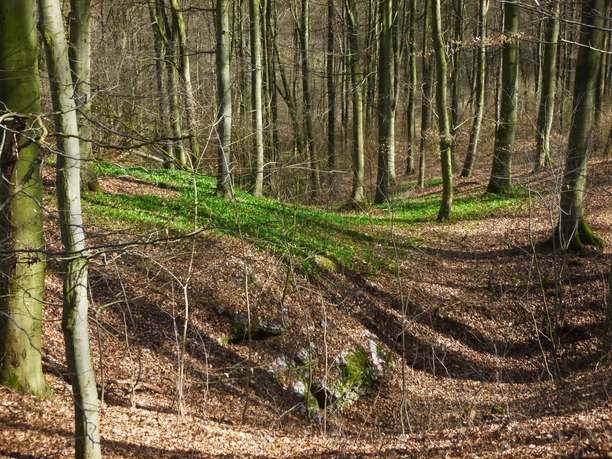 Bärlauch am Karstwanderweg Duftendes Bärlauch am Karstwanderweg