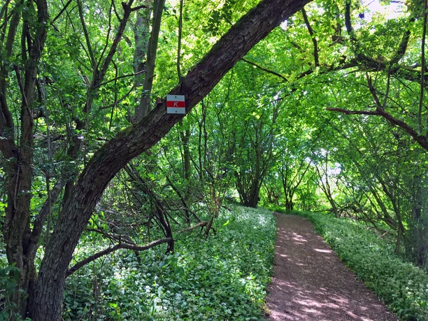 Wandern auf dem Karstwanderweg Wandern im Frühling mit frischem Bärlauch