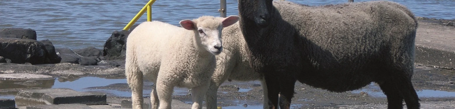 NordseeSH_Hamburger Hallig_Schafe an der Treppe-haupt