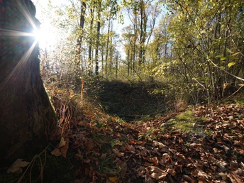 Einschlag Sonnendurchfluteter Wald mit herbstlichem Laub, einem Baum im Vordergrund und strahlendem Himmelslicht.