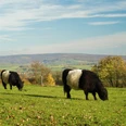 Brakeler Bergland Zwei Galloway-Rinder grasen auf einer grünen Wiese mit Herbstlaub, umgeben von hügeliger Landschaft.
