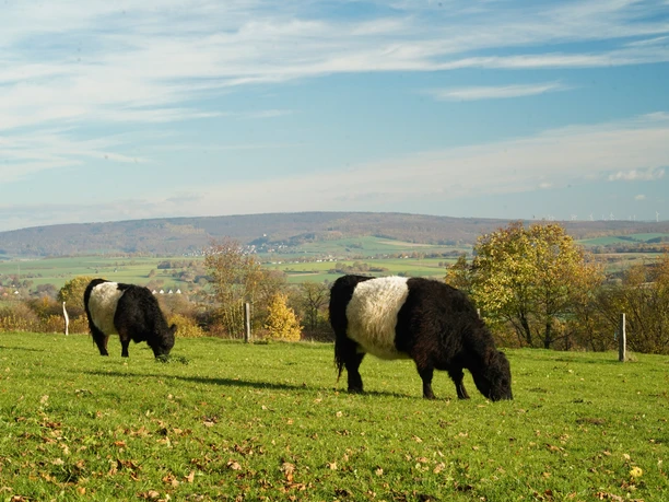Brakeler Bergland Zwei Galloway-Rinder grasen auf einer grünen Wiese mit Herbstlaub, umgeben von hügeliger Landschaft.