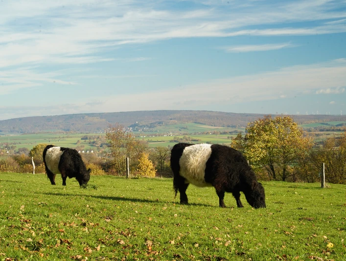 Brakeler Bergland Zwei Galloway-Rinder grasen auf einer grünen Wiese mit Herbstlaub, umgeben von hügeliger Landschaft.