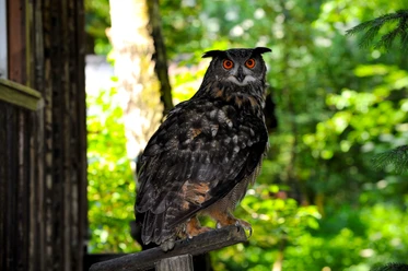 Eagle Owl at the Bird Sanctuary