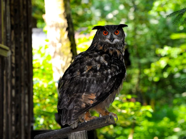 Oehoe in het vogelopvangcentrum