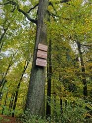 Friedenseiche im Hövelhofer Wald, markant mit Tafeln, umgeben von herbstlich gefärbtem Laub.