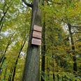 Friedenseiche im Hövelhofer Wald, markant mit Tafeln, umgeben von herbstlich gefärbtem Laub.
