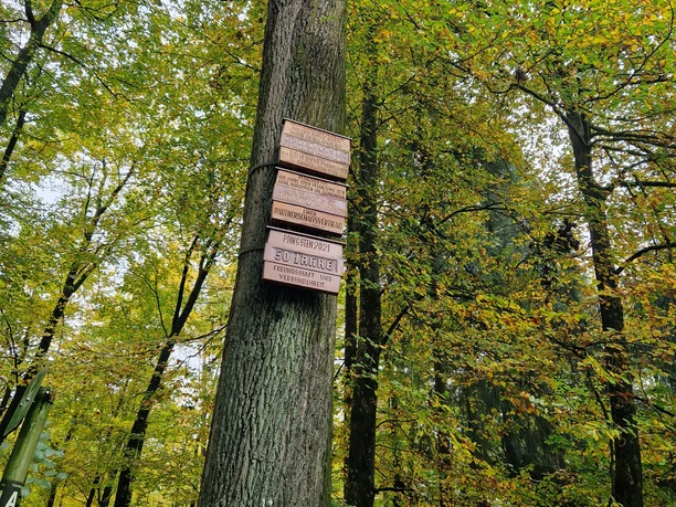 Friedenseiche im Hövelhofer Wald, markant mit Tafeln, umgeben von herbstlich gefärbtem Laub.