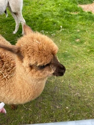kleines Lama