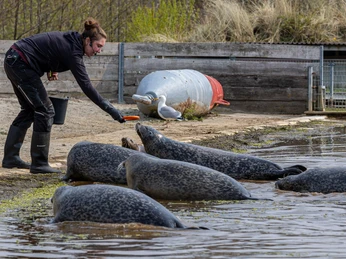W.Straub_20210430 - R_6_0273 - Annika Seehund SPO Westküstenpark