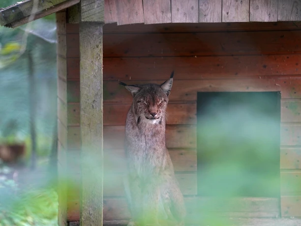 Luchs im WildtierPark