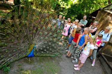 Pfau in der Vogelstation Aufgestellter Pfauenschwanz