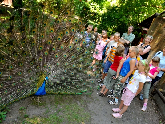 Pfau in der Vogelstation Aufgestellter Pfauenschwanz