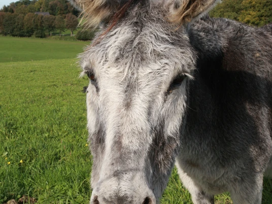Esel Ein grauer Esel steht auf einer Wiese, umgeben von grünen Hügeln unter blauem Himmel.