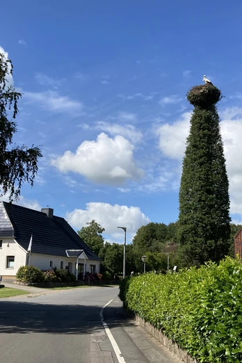 Storch in Bergenhusen