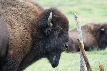 Wisent | Wisentpark Kropp