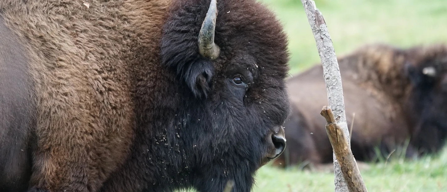 Wisent | Wisentpark Kropp