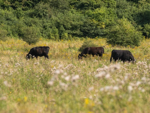Stiftungsland Schäferhaus Tiere
