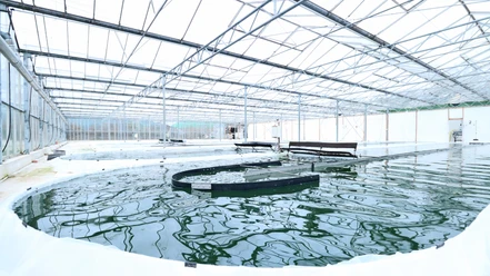 JoMaa Spirulina - Algenfarm in Rockstedt JoMaa Spirulina - Algenfarm in Rockstedt