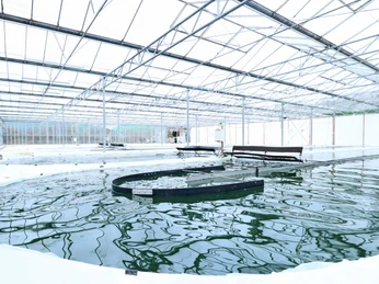 JoMaa Spirulina - Algenfarm in Rockstedt JoMaa Spirulina - Algenfarm in Rockstedt