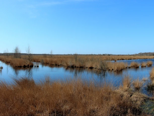 Wesuweer Moor Weitläufige Moorlandschaft mit Wasserflächen, braunem Schilf und klarem Himmel im Wesuweer Moor.