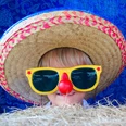 Kinderkarneval.jpg Ein Kind trägt einen Sombrero und große, gelbe Sonnenbrille mit rotem Clownsnasengag im Karneval.