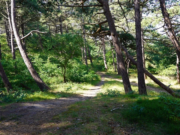 waldweg-04-wernerwald-sahlenburg-nordseeheilbad-cuxhaven.jpg
