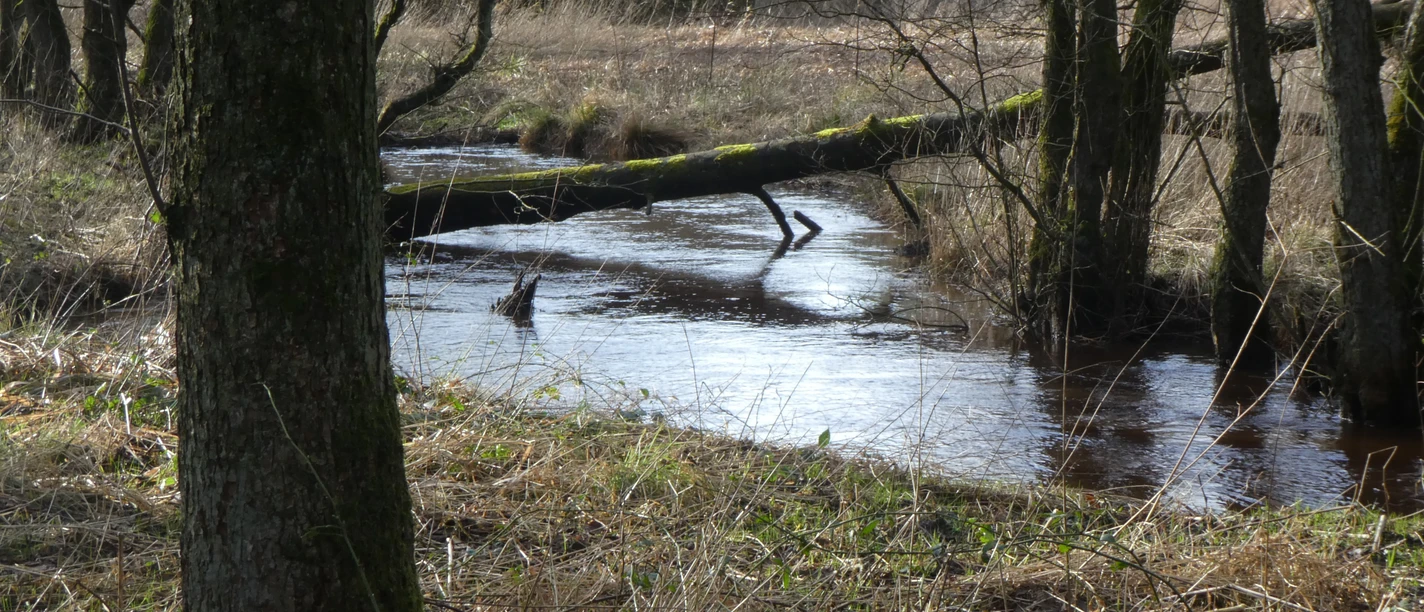 Im Wald