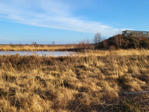 Feldherrenhügel_MoorInfoPfad, Esterwegen ©Naturpark Hümmling (1).jpg Aussichtsplattform auf einem Hügel im Moor mit Wasserfläche und trockenen Gräsern unter blauem Himmel.