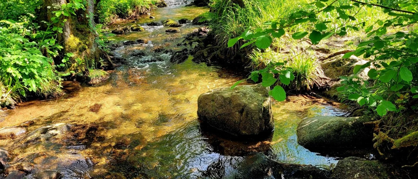 Wasser ist Leben