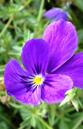 Galmeiveilchen | Naturschutzgebiet Bleikuhlen
